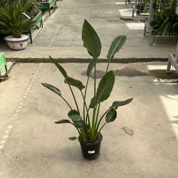 Strelitzia reginae