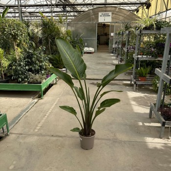Strelitzia augusta