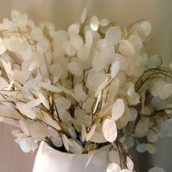 Lunaria moneda del Papa 6gr