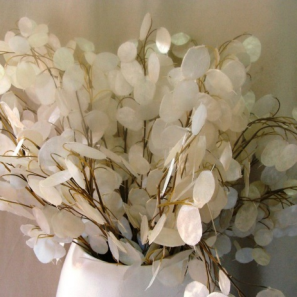 Lunaria moneda del Papa 6gr